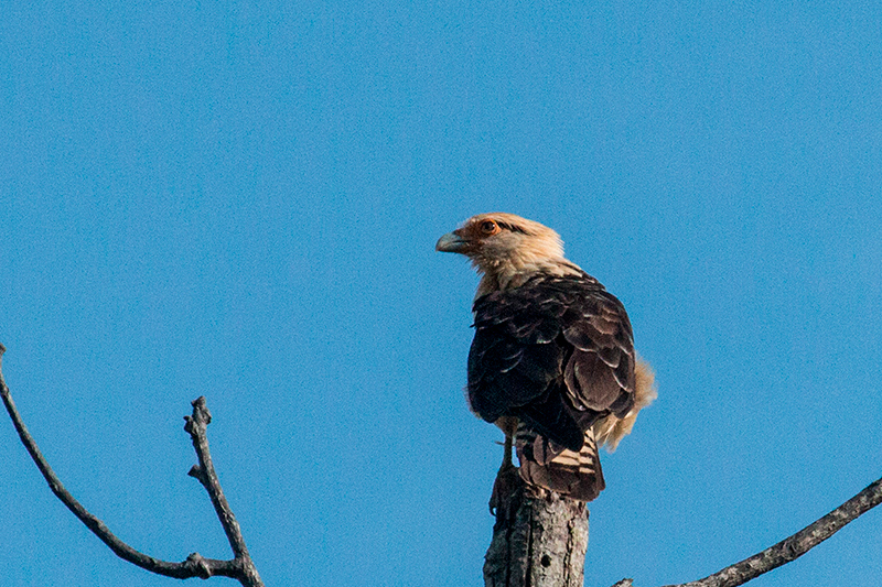 Yellow-headed Caracara, Chiriqu� Grande, Bocas del Toro, Panama